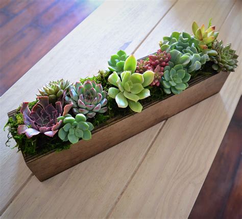 succulent plant box